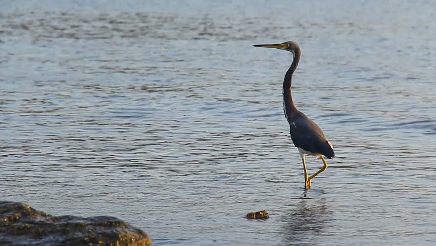Heron Costa Rica 2. A large Heron fishing along the gulf of Papagayo in Costa Rica at dawn.
