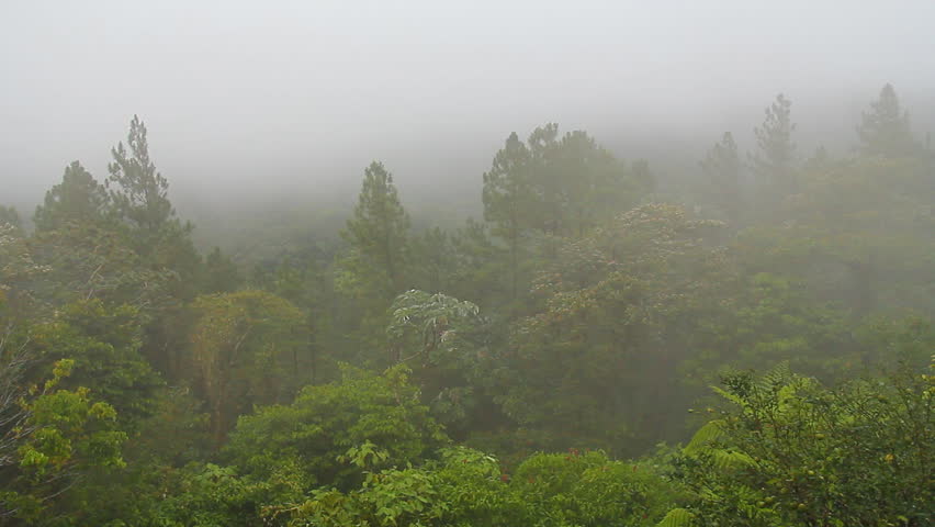 Rainforest Mist Costa Rica 1. Foggy mist passing through a rainforest in the Arenal Volcano area of Costa Rica.