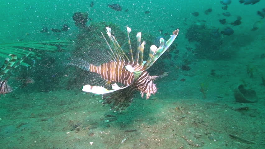 Lionfish, Pterois volitans, Papua New Guinea, Milne Bay