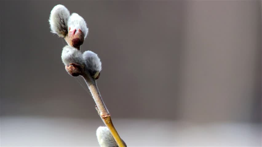 Fresh young catkins willow in spring,willow in early spring
