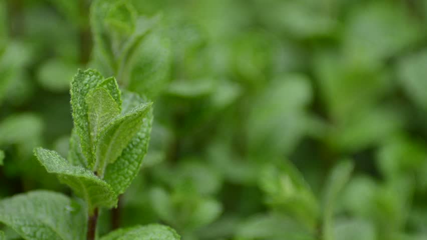 Mint plants in the rain