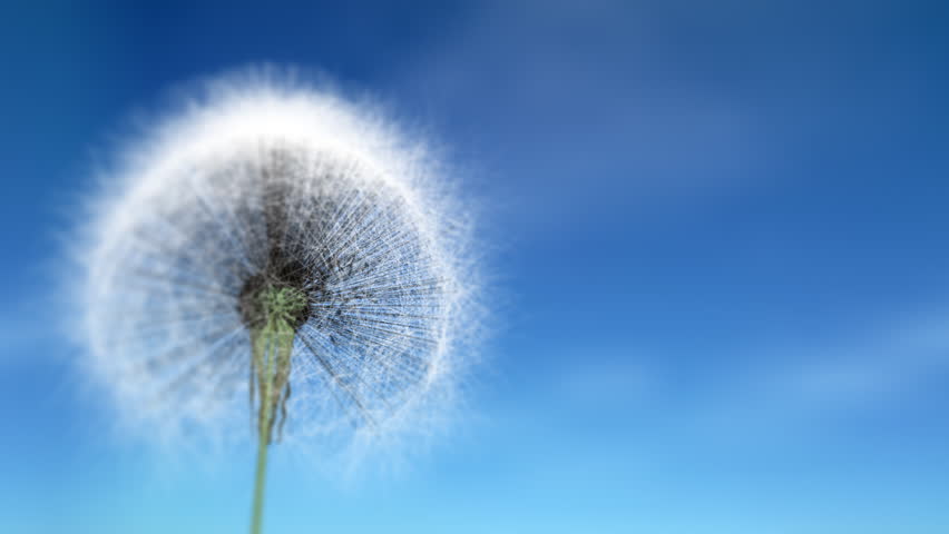 Dandelion seeds being blown away. Close up, blurred background.