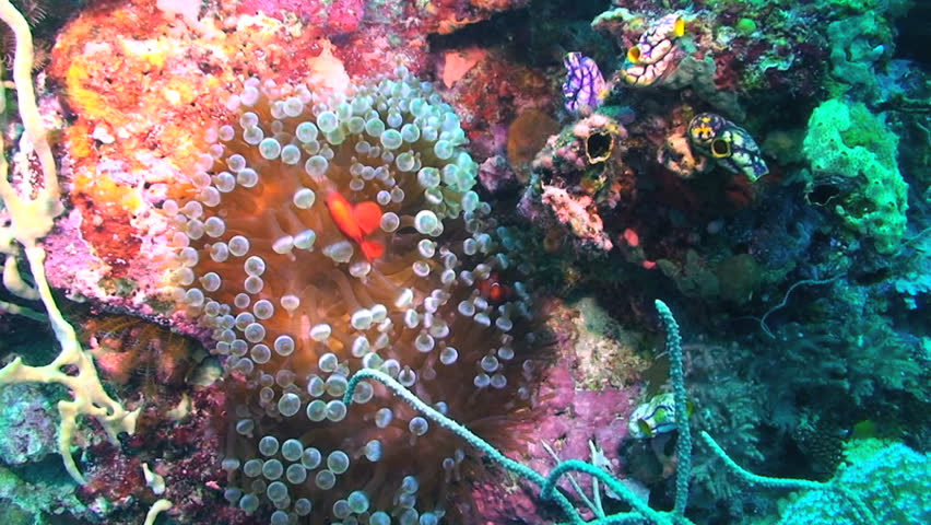 Spinecheek anemonefish, Premnas biaculeatus and Bubble tip Sea Anemone in Papua New Guinea, Milne Bay