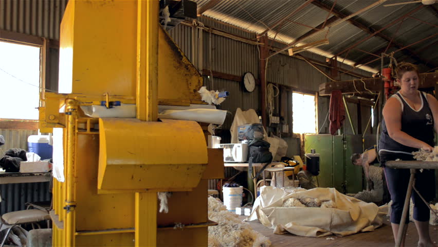 WOODANILLING, AUSTRALIA - November 21, 2012: A shed hand putting recently shorn wool fleeces into a wool compressor, during shearing on an Australian farm on November 21, 2013.