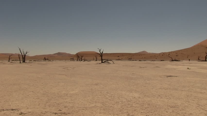 Panning shot of dead trees