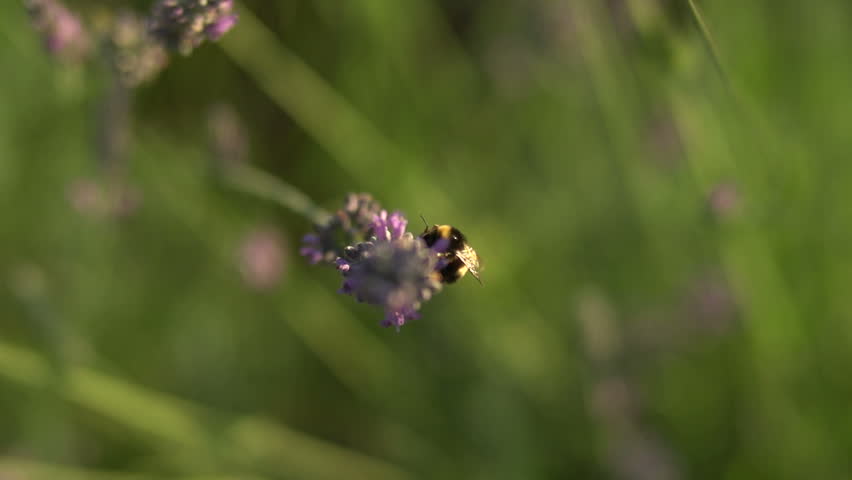 Bumblebee on lavender field