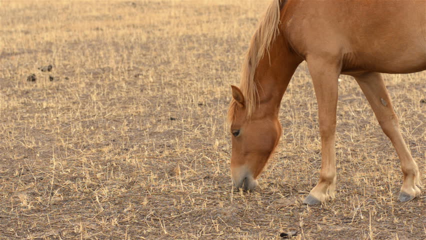 A horse grazing on dry grass in a paddock on an Australian farm in summer.