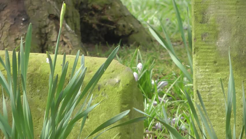 Old Gravestone in a Churchyard - St Lawrence Church, Gnosall, Staffordshire. England