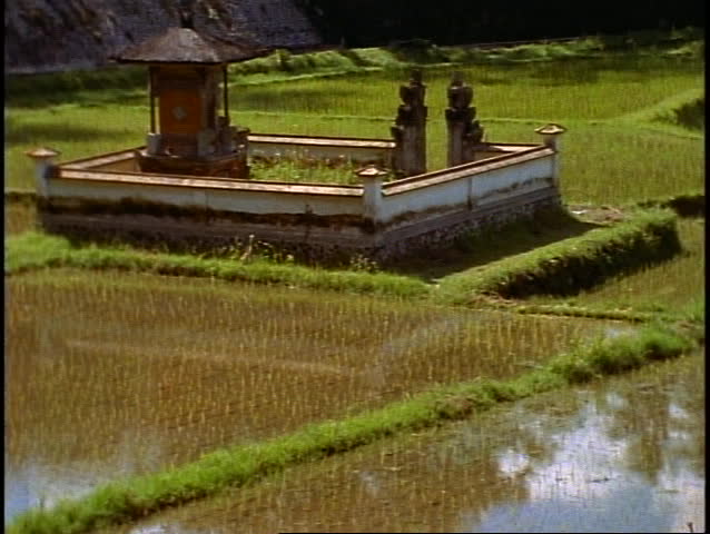 Bali, rice fields in jungle, lush, green, palms, small temple
