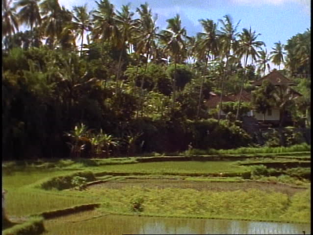Bali, jungle, palms, rice fields, wide shot