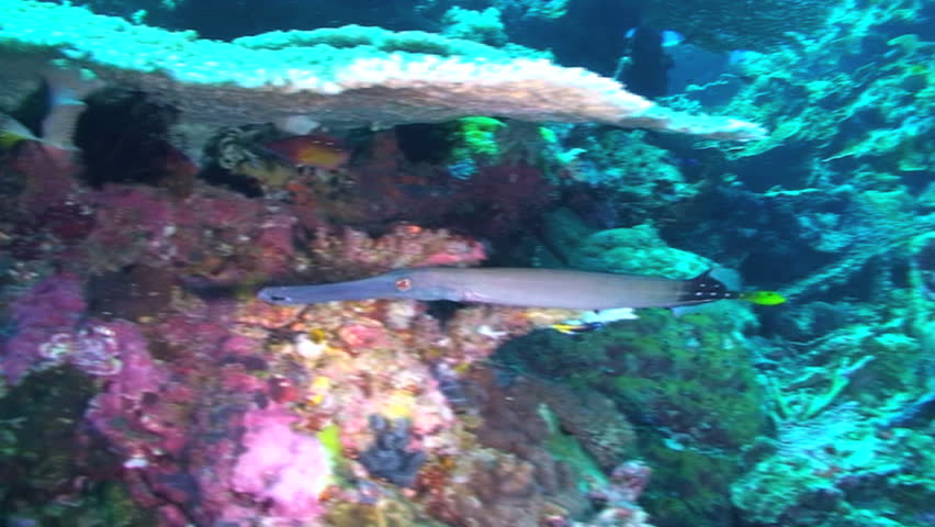Trumpetfish, Aulostomus chinensis, Papua New Guinea, Milne Bay
