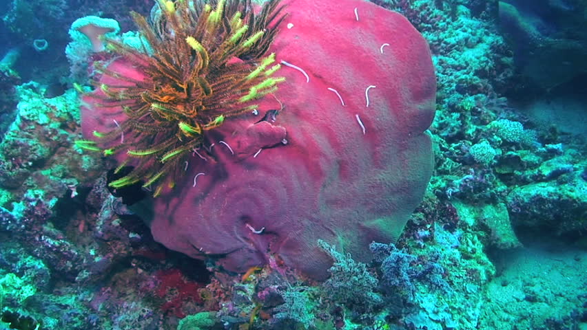 Hard coral, plate coral,  Papua New Guinea, Milne Bay