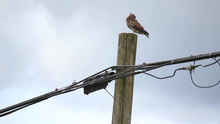 A mature, wild Hawk sits on a telephone pole watching for field mice/An Adult Hawk/A mature, wild Hawk sits on a telephone pole watching for field mice