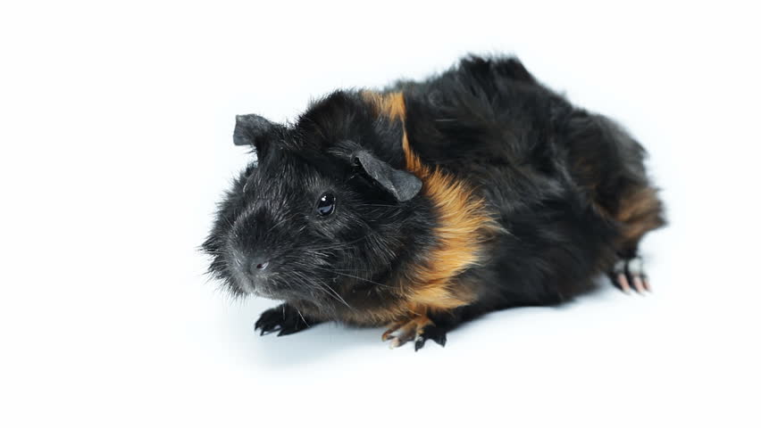 Abyssinian guinea pig