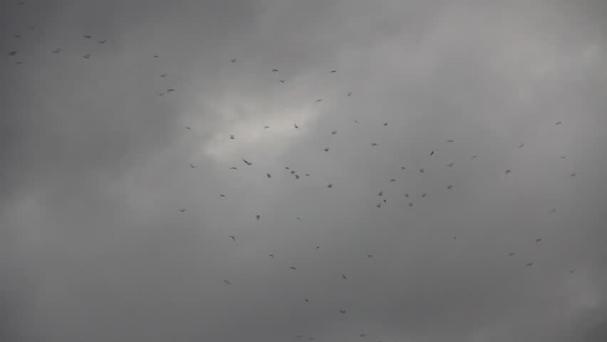 Birds silhouettes on moody sky
