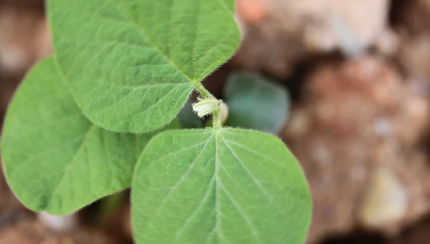 young soybean sapling in the field 