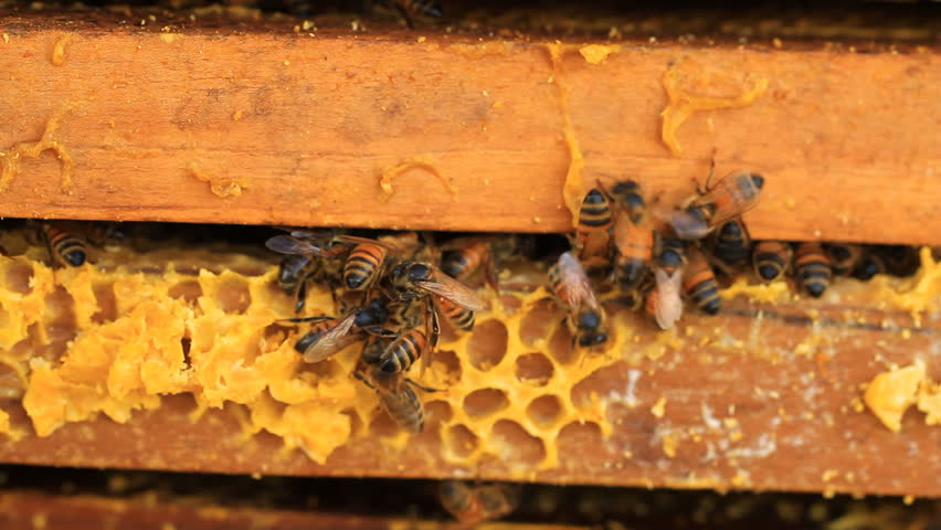 Working the bees on honeycomb at farm