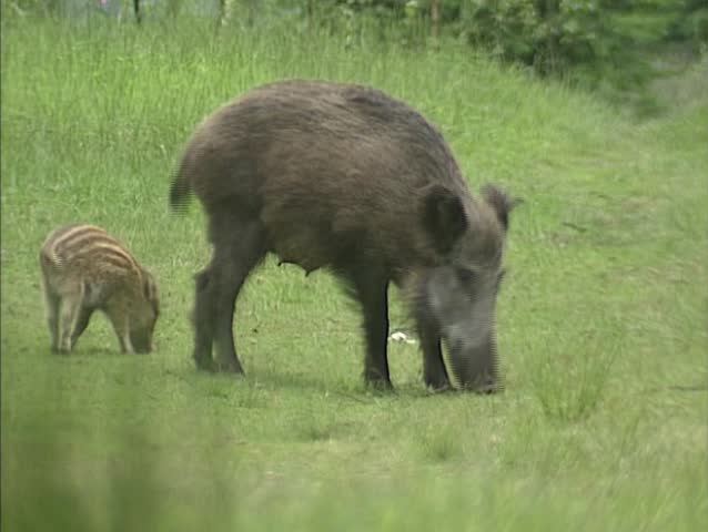 Wild Boar (sus scrofa) sow with offspring forage in field.  Wild boar are omnivorous scavengers, eating almost anything they come across. Females and their offspring live in groups called sounders.