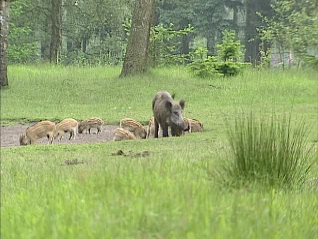 Wild Boar (sus scrofa) with offspring forage in mud.  Wild boar are omnivorous scavengers, eating almost anything they come across. Females and their offspring live in groups called sounders