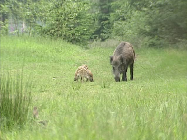 Wild Boar (sus scrofa) sow with offspring forage in field near forest edge. Wild boar are omnivorous scavengers, eating almost anything they come across.