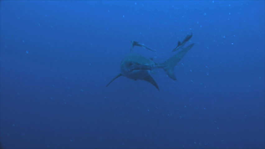 tiger shark 