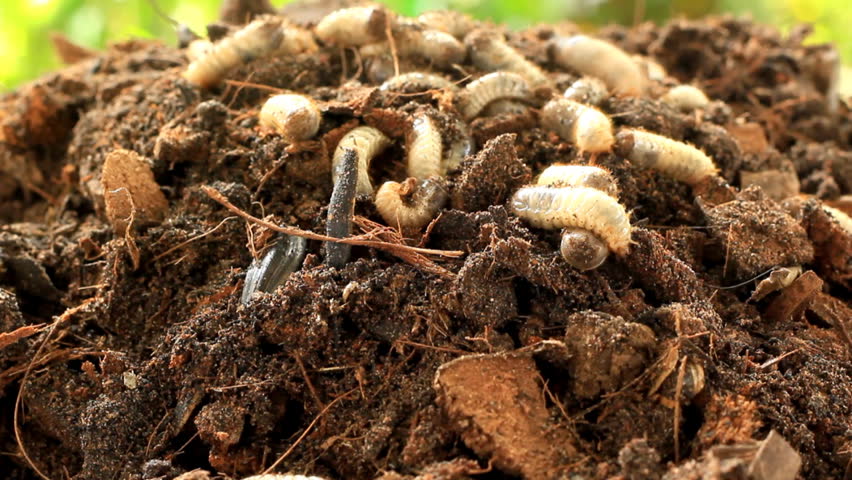 Grubs in the soil.