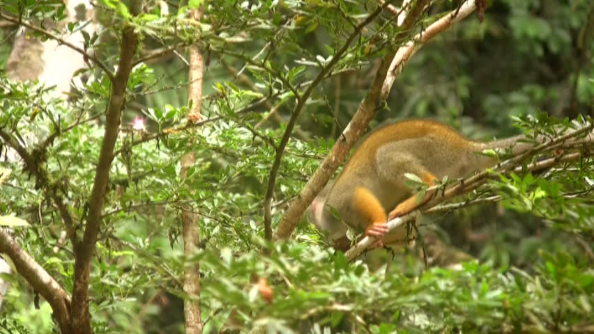 Squirrel monkey (Saimiri sciureus) in the wild