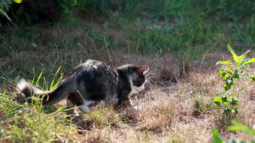 Cat playing with locust on a plot