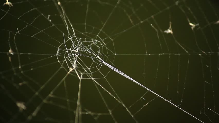 Cobweb apart dark green background