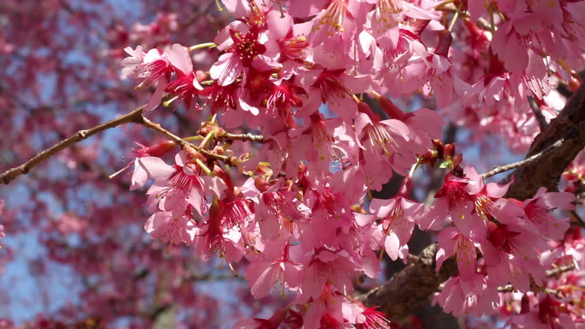 Washington DC Cherry Blossom Shot during the Cherry Blossom Festival 