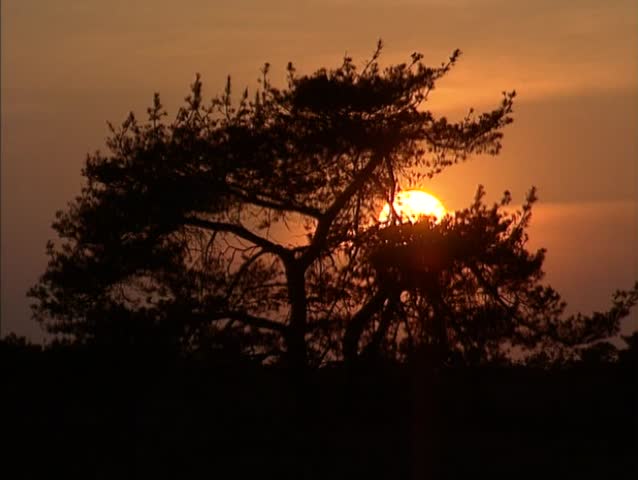 Sunset behind Scots Pine (pinus sylvestris). Scots Pine is the only pine native to northern Europe.