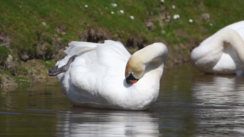 White swan, cleaning itself