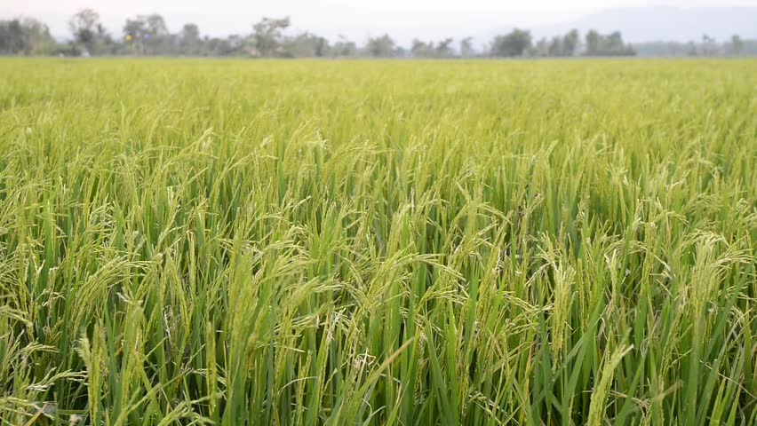 Wind sprint on green rice field clip video full HD 1920 x 1080.