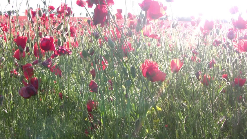 Poppy field. Cloudless sunny weather. Lens of camcorder rises from the roots of plants to flower. Sunny backlighting