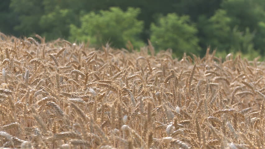 Wheat field