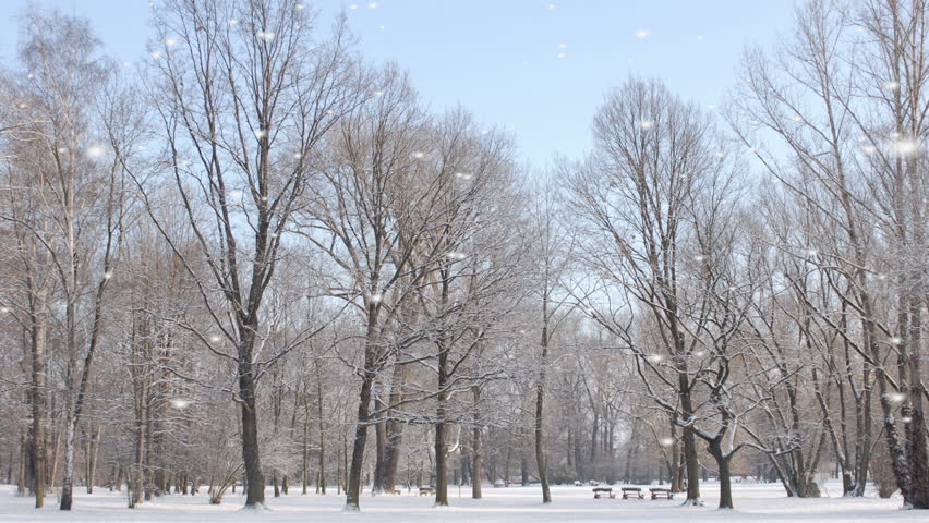 Winter woodland in falling snow
Winter woodland in falling snow with stark bare branched deciduous trees under a blue sky in a deserted park