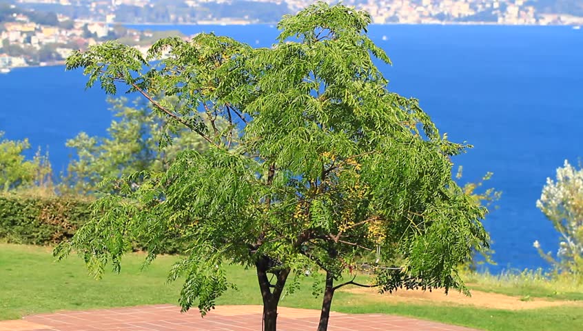 Bosporus hills with a willow tree sapling. Pan video
