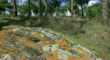 Travelling lateral shot of Greek nature. Rock with moss and lichen in forest. Full HD 1920 x 1080