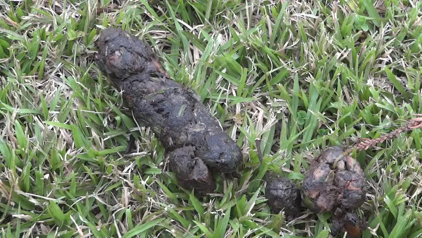 Pile of dog poop on green grass