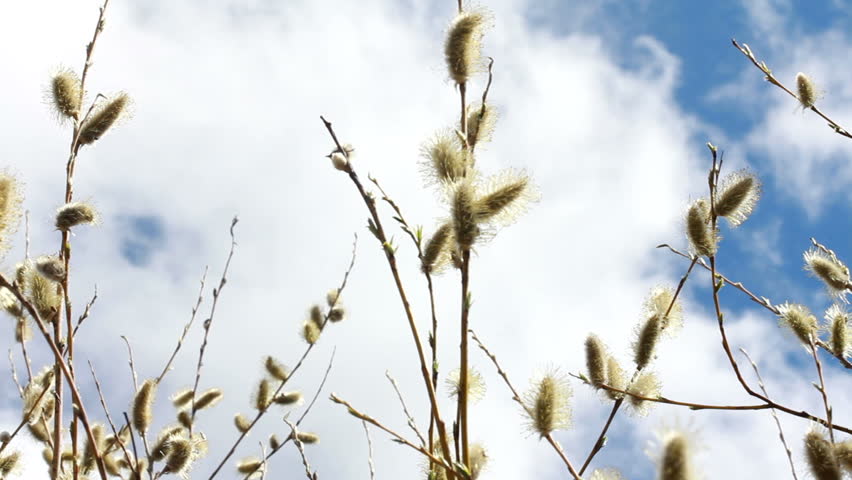 Flowering Pussy Willow