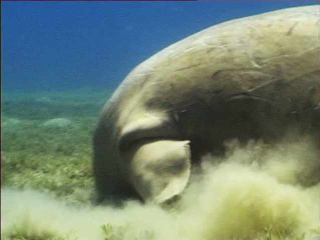 Dugong grazing on sea-grass 
