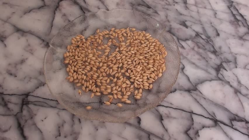 sprouted grain on plate, zoom in 