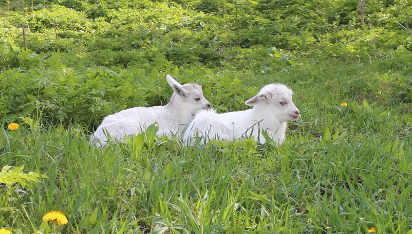 two baby goats relaxing in the green grass