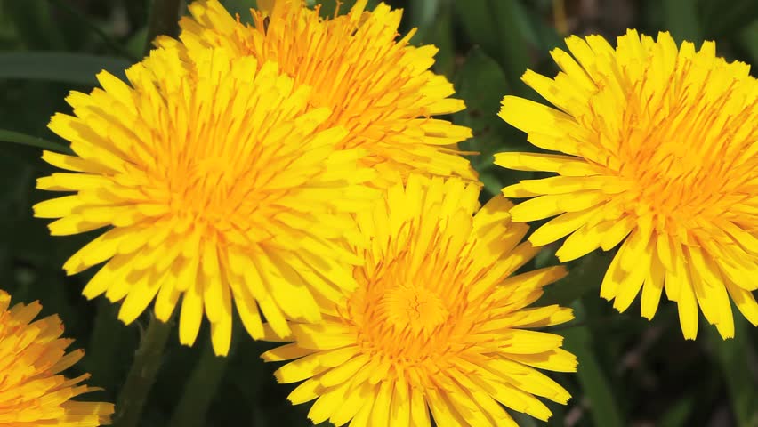 The Dandelion, Taraxacum officinale.
