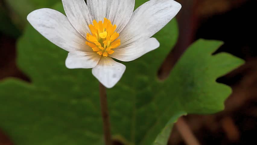 The beautiful Bloodroot wildflower, Sanguinaria canadensis.