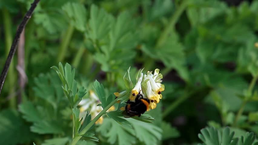 flowers, green grass, bumblebee
