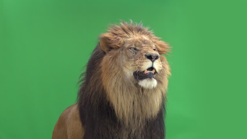 Slow Motion of a Lion roaring in front of a green key