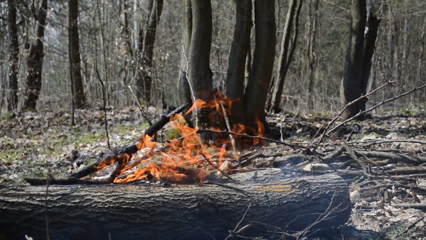 bonfire in the forest