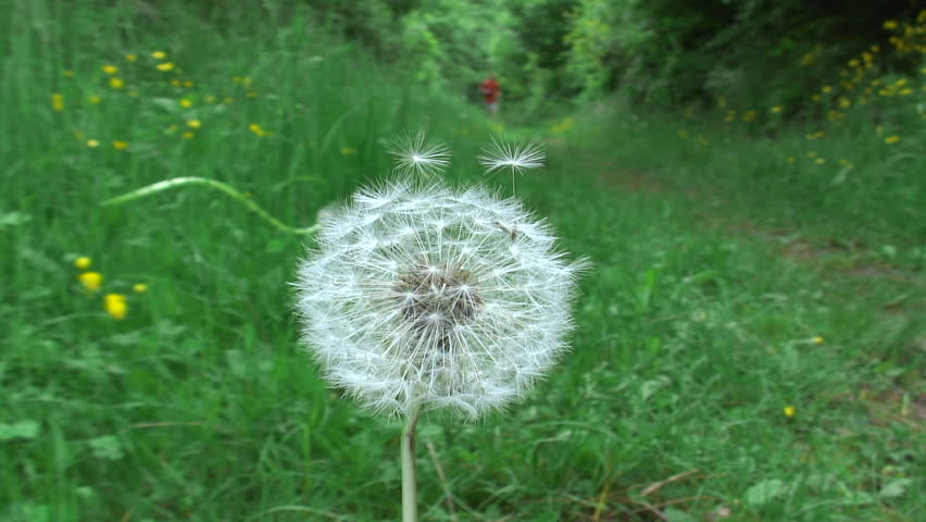 HD 1080i - Jogger in a forest running directly over the camera. Caught from low position with focus on a dandelion in front of the camera. With sound