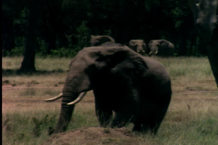NAIROBI, KENYA, AFRICA - CIRCA APRIL 1989: Big male elephant strolls on savannah, other elephants in background.